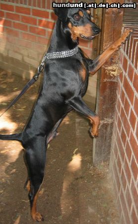 Deutscher Pinscher Hunde Foto 16427 in höherer Auflösung ansehen Deutscher Pinscher Cedric von der Hasenburg