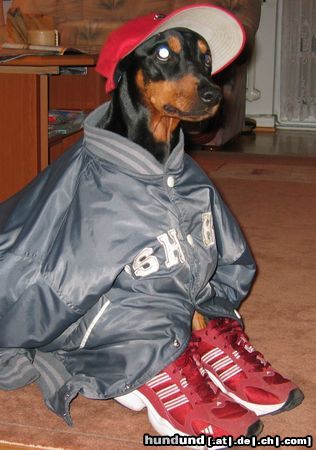 Deutscher Pinscher Hunde Foto 9273 Deutscher Pinscher
