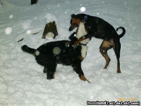 Deutscher Pinscher Celly