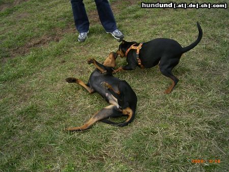 Deutscher Pinscher Celly mit ihrer Schwester