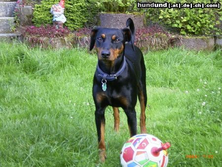 Deutscher Pinscher Hunde Foto 17000 in höherer Auflösung ansehen Deutscher Pinscher Celly