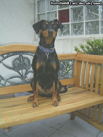 Deutscher Pinscher Celly