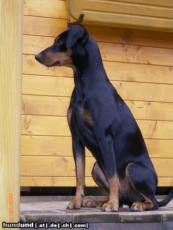 Deutscher Pinscher Hunde Foto 16948 in höherer Auflösung ansehen Deutscher Pinscher Celly 18 Monate Deutscher Pinscher 49 cm