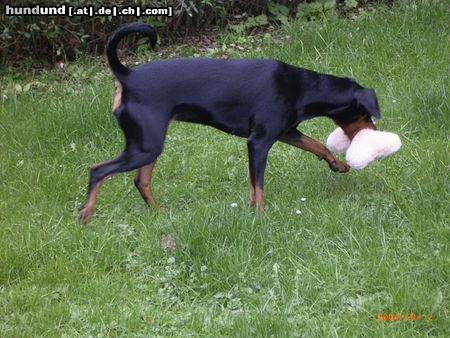 Deutscher Pinscher Hunde Foto 17003 in höherer Auflösung ansehen Deutscher Pinscher Celly