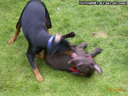 Deutscher Pinscher Hunde Foto 17002 in höherer Auflösung ansehen Deutscher Pinscher Celly