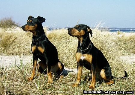 Deutscher Pinscher Hunde Foto 12659 Deutscher Pinscher Ein Tag am Meer