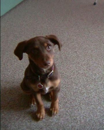 Deutscher Pinscher Hunde Foto 27547 Deutscher Pinscher Jessy 13 Wochen Pinscher-Mischling