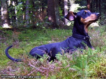 Deutscher Pinscher Hunde Foto 11248 Deutscher Pinscher
