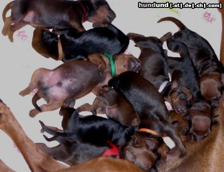 Deutscher Pinscher Hunde Foto 23886 in höherer Auflösung ansehen Deutscher Pinscher Wir sind nach den Essen müde!