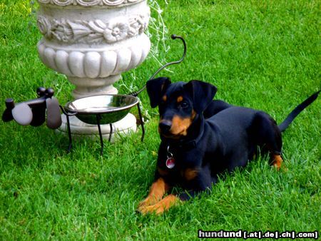 Deutscher Pinscher Hunde Foto 23050 Deutscher Pinscher Joda mit 15 Wochen