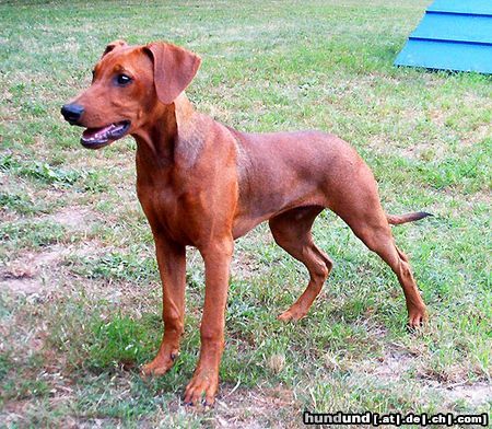 Deutscher Pinscher Hunde Foto 14421 Deutscher Pinscher Joey (Dark Angels Aden Red Energy, 22 Wochen)