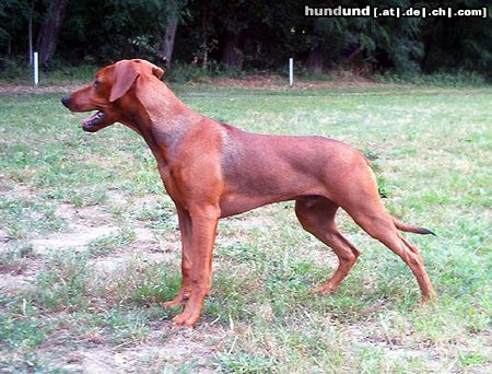 Deutscher Pinscher Hunde Foto 14420 Deutscher Pinscher Joey (Dark Angels Aden Red Energy, 22 Wochen)