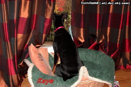 Deutscher Pinscher Hunde Foto 18537 Deutscher Pinscher Fensterplatz für Kaya