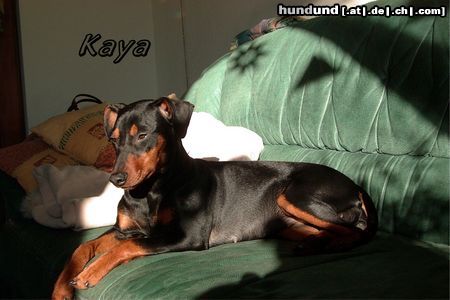Deutscher Pinscher Hunde Foto 18538 Deutscher Pinscher Kaya beim Sonnenbad