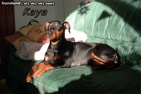 Deutscher Pinscher Kaya beim Sonnenbad
