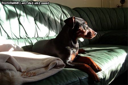 Deutscher Pinscher Kaya beim Sonnenbad