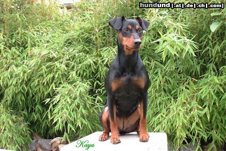Deutscher Pinscher Hunde Foto 23496 Deutscher Pinscher Kaya - 14 Monate alt