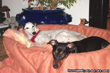 Deutscher Pinscher Hunde Foto 23495 Deutscher Pinscher Kaya und Luna - Freunde