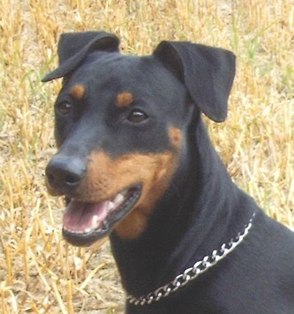 Deutscher Pinscher Hunde Foto 30914 Deutscher Pinscher Hedy von der Rheinebene