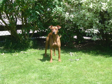 Deutscher Pinscher Luca mit 2 1/2 (Lakai German Pinschers)