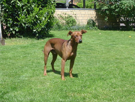 Deutscher Pinscher Luca mit 2 1/2 (Lakai German Pinschers)