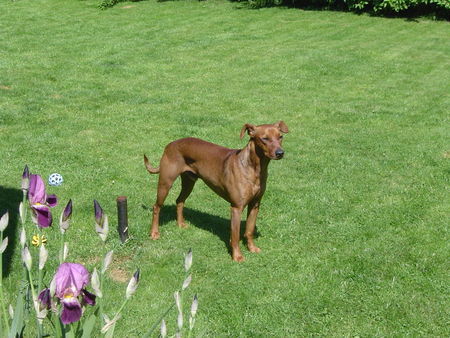 Deutscher Pinscher Hunde Foto 32029 Deutscher Pinscher Luca mit 2 1/2 (Lakai German Pinschers)