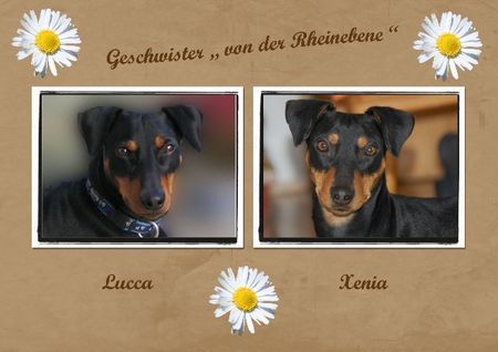 Deutscher Pinscher Hunde Foto 41037 Deutscher Pinscher Lucca und Xenia