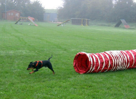 Deutscher Pinscher Hunde Foto 39454 Deutscher Pinscher Lucca in Action