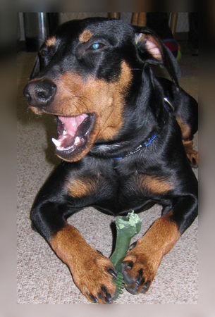 Deutscher Pinscher Hunde Foto 39455 Deutscher Pinscher Lucca bei der täglichen Zahnpflege