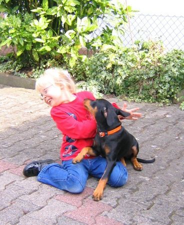 Deutscher Pinscher Hunde Foto 39457 Deutscher Pinscher Seline komm knutschen ... hab dich ganz doll lieb !