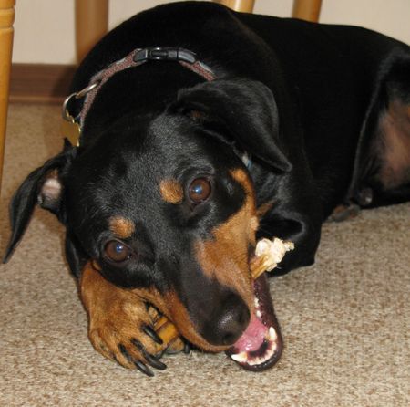 Deutscher Pinscher Mad Max Lucca von der Rheinebene / Hm lecker so ein Ochsenziemer !!!