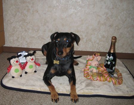 Deutscher Pinscher Hunde Foto 43512 Deutscher Pinscher Lucca wünscht allen ein gesundes, erfolgreiches neues Jahr !!!
