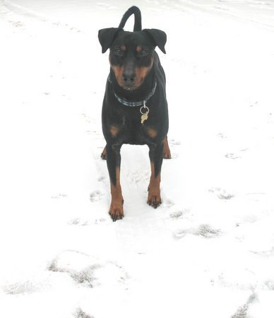 Deutscher Pinscher Hunde Foto 43552 Deutscher Pinscher Lucca im Schnee/ Na drück endlich ab ... ich bekomme so langsam kalte Füße - natürlich Pfoten :-) !!!