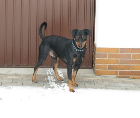 Deutscher Pinscher Hunde Foto 43553 Deutscher Pinscher Mad Max Lucca von der Rheinebene im Januar 2009
