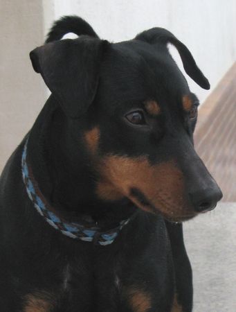 Deutscher Pinscher Hunde Foto 43554 Deutscher Pinscher Mad Max Lucca von der Rheinebene ... an was (wen) er wohl gerade denkt ???