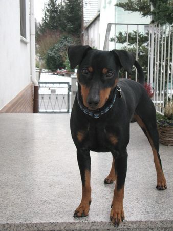 Deutscher Pinscher Hunde Foto 43555 Deutscher Pinscher Lucca unser Sonnenschein - Ihm kann man einfach nicht böse sein !!!