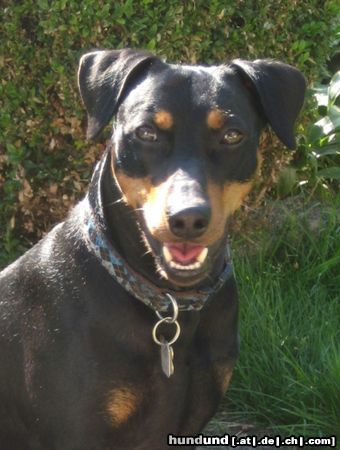 Deutscher Pinscher Hunde Foto 44816 Deutscher Pinscher Mad Max Lucca von der Rheinebene im August 2009