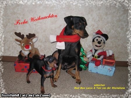 Deutscher Pinscher Hunde Foto 45395 Deutscher Pinscher Die Pinschi's von der Rheinebene wünschen