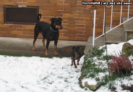Deutscher Pinscher Hunde Foto 45397 Deutscher Pinscher Mad Max Lucca & Toni v.d. Rheinebene im Dezember 2009