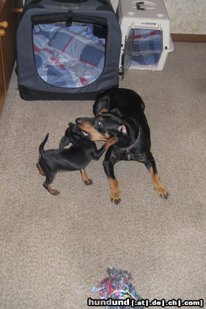 Deutscher Pinscher Hunde Foto 45398 Deutscher Pinscher Mad Max Lucca & Toni v.d. Rheinebene / Hey Kleiner jetzt reicht's... genug gerumgealbert!