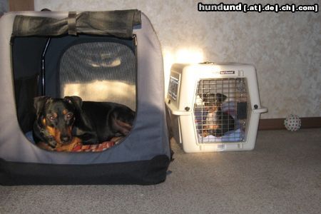 Deutscher Pinscher Hunde Foto 45399 Deutscher Pinscher Mad Max Lucca & Toni v.d. Rheinebene / Endlich Ruhe... der Zwerg ist eingesperrt!