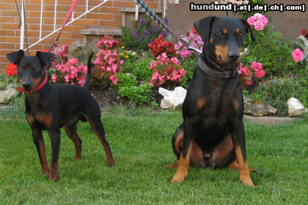 Deutscher Pinscher Mad Max Lucca & Toni v.d. Rheinebene im Juni 2010