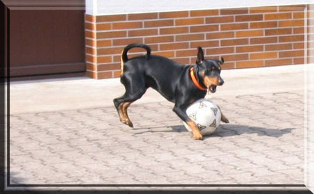 Deutscher Pinscher Hunde Foto 40295 in höherer Auflösung ansehen Deutscher Pinscher Lucca unser Fußballstar - Angriff ... und Tor !