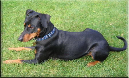 Deutscher Pinscher Hunde Foto 40297 in höherer Auflösung ansehen Deutscher Pinscher Lucca genießt die Sonne