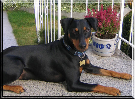 Deutscher Pinscher Hunde Foto 40298 in höherer Auflösung ansehen Deutscher Pinscher Lucca mit 18 Monaten