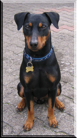 Deutscher Pinscher Hunde Foto 40299 in höherer Auflösung ansehen Deutscher Pinscher Lucca unser Wirbelwind ... stillsitzen fällt ihm sehr schwer