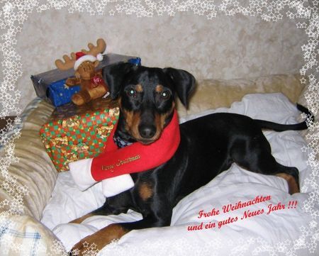 Deutscher Pinscher Hunde Foto 40675 in höherer Auflösung ansehen Deutscher Pinscher Lucca wünscht allen Frohe Weihnachten und ein gutes Neues Jahr !!!