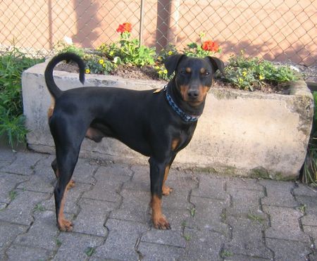 Deutscher Pinscher Hunde Foto 41885 in höherer Auflösung ansehen Deutscher Pinscher Mad Max Lucca von der Rheinebene mit 24 Monaten