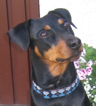 Deutscher Pinscher Hunde Foto 41887 in höherer Auflösung ansehen Deutscher Pinscher Mad Max Lucca von der Rheinebene / Diesem Blick kann keiner widerstehen :-)