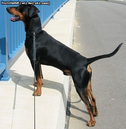 Deutscher Pinscher Forian mit 11mo vom August 04